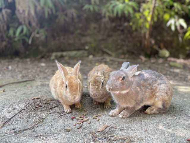 高齢ウサギ運動