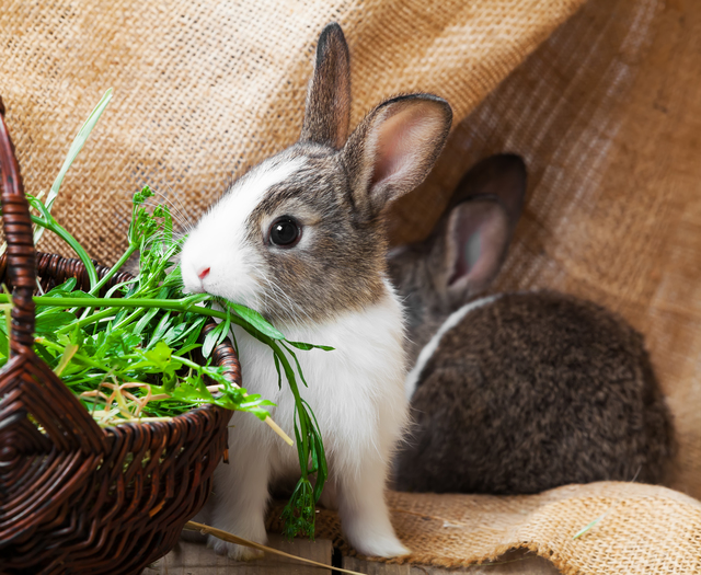 ウサギ牧草主食