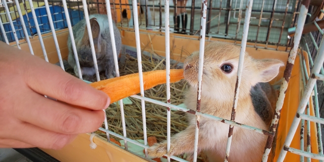 栄養補助食品