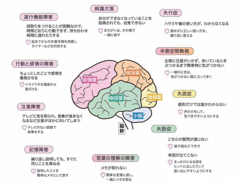   脳機能