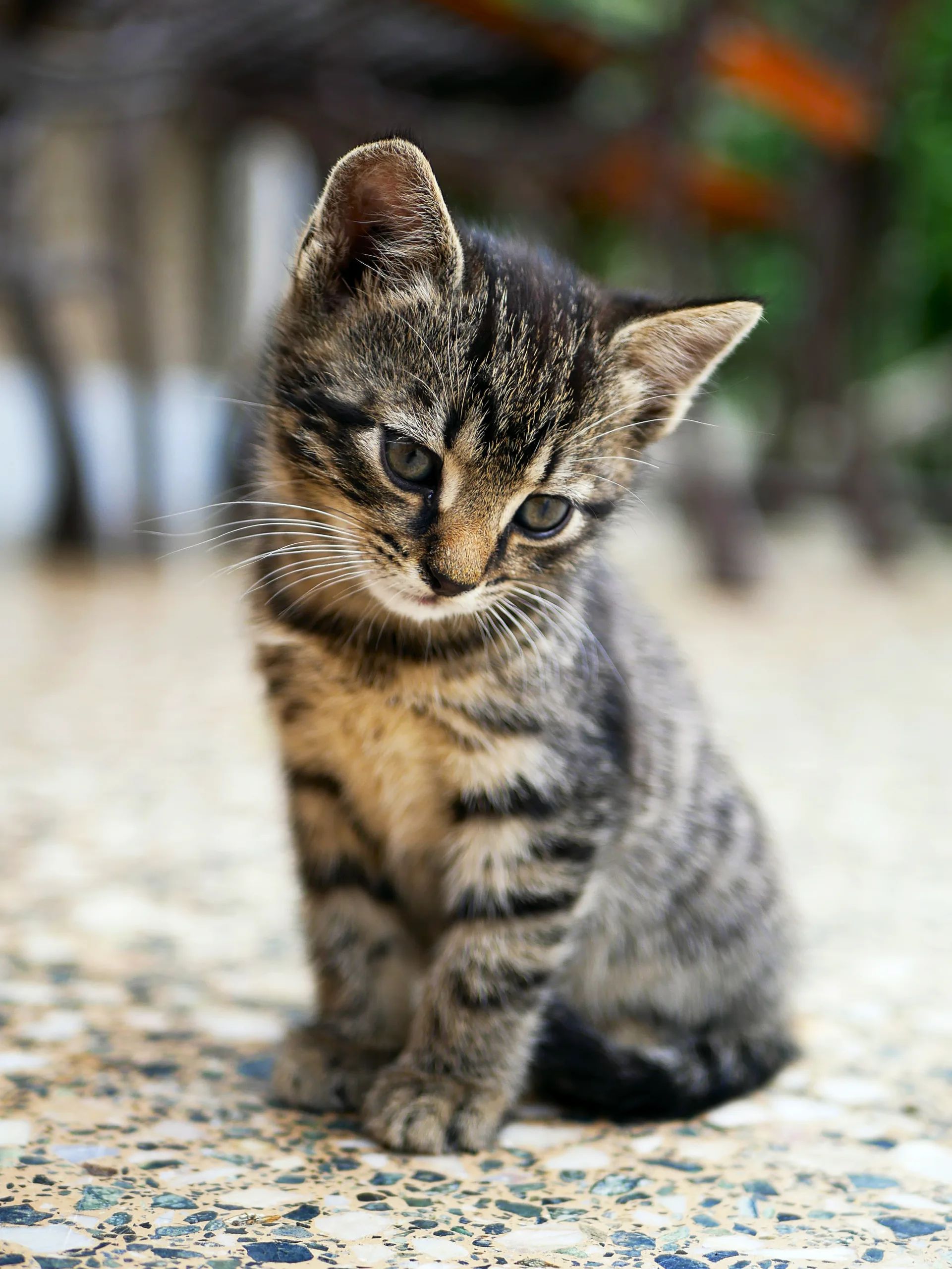 猫の気持ちを理解する