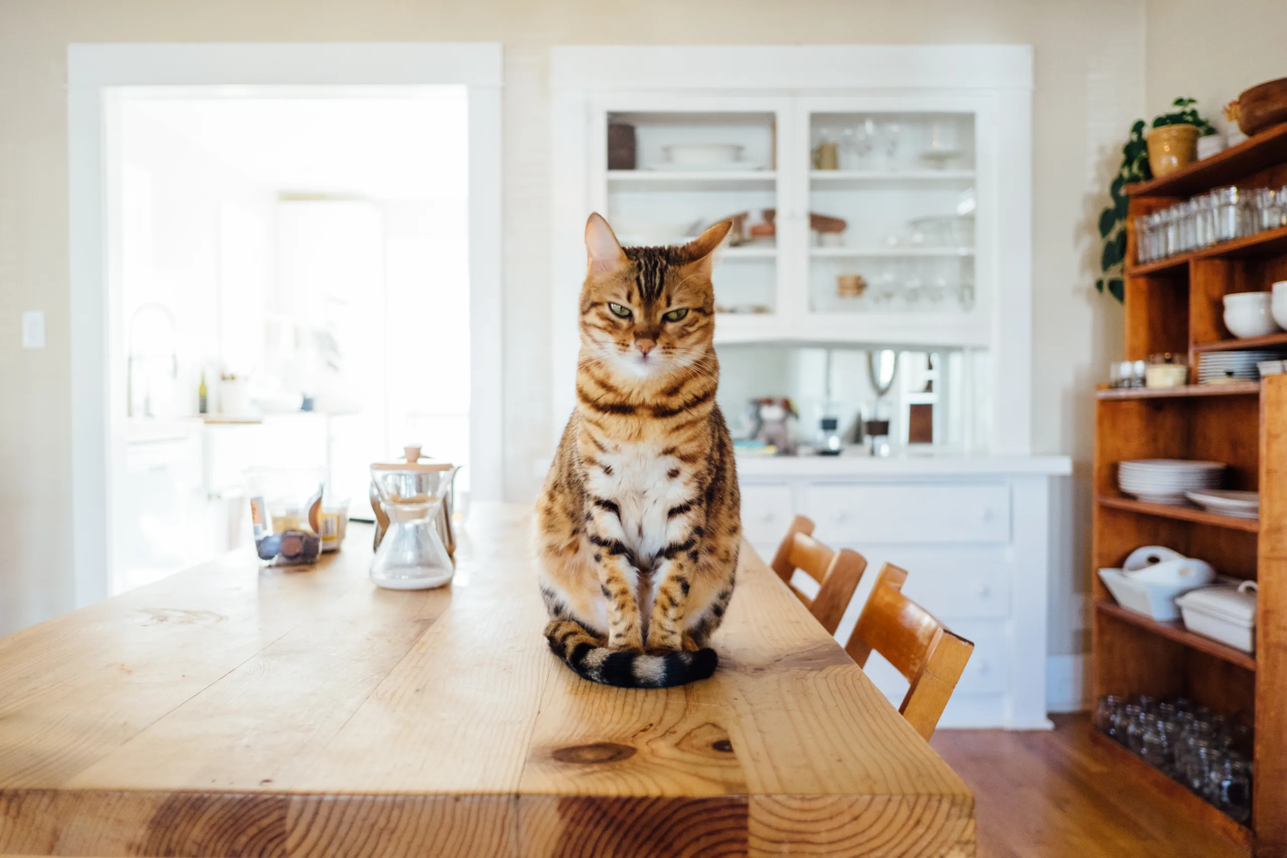 愛猫の健康を守る