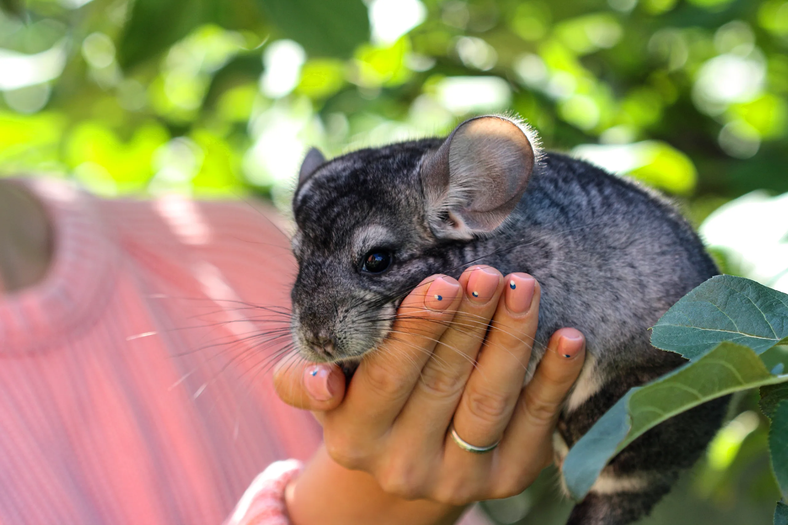 飼育環境の整備