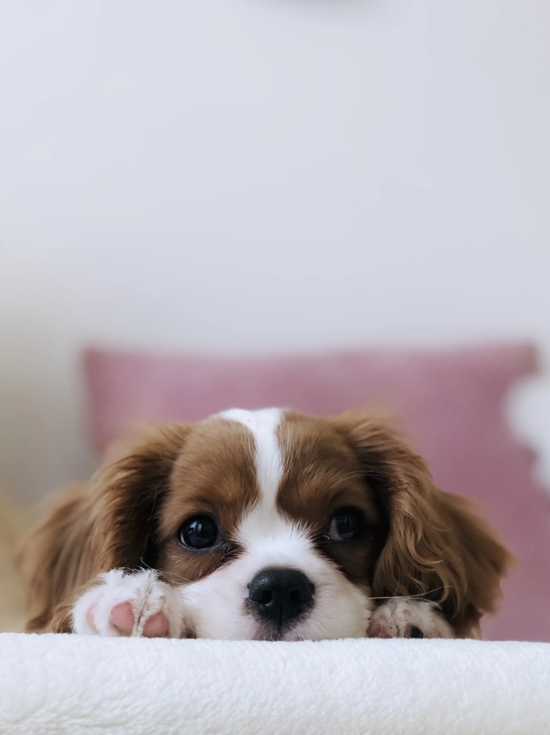 犬種選び