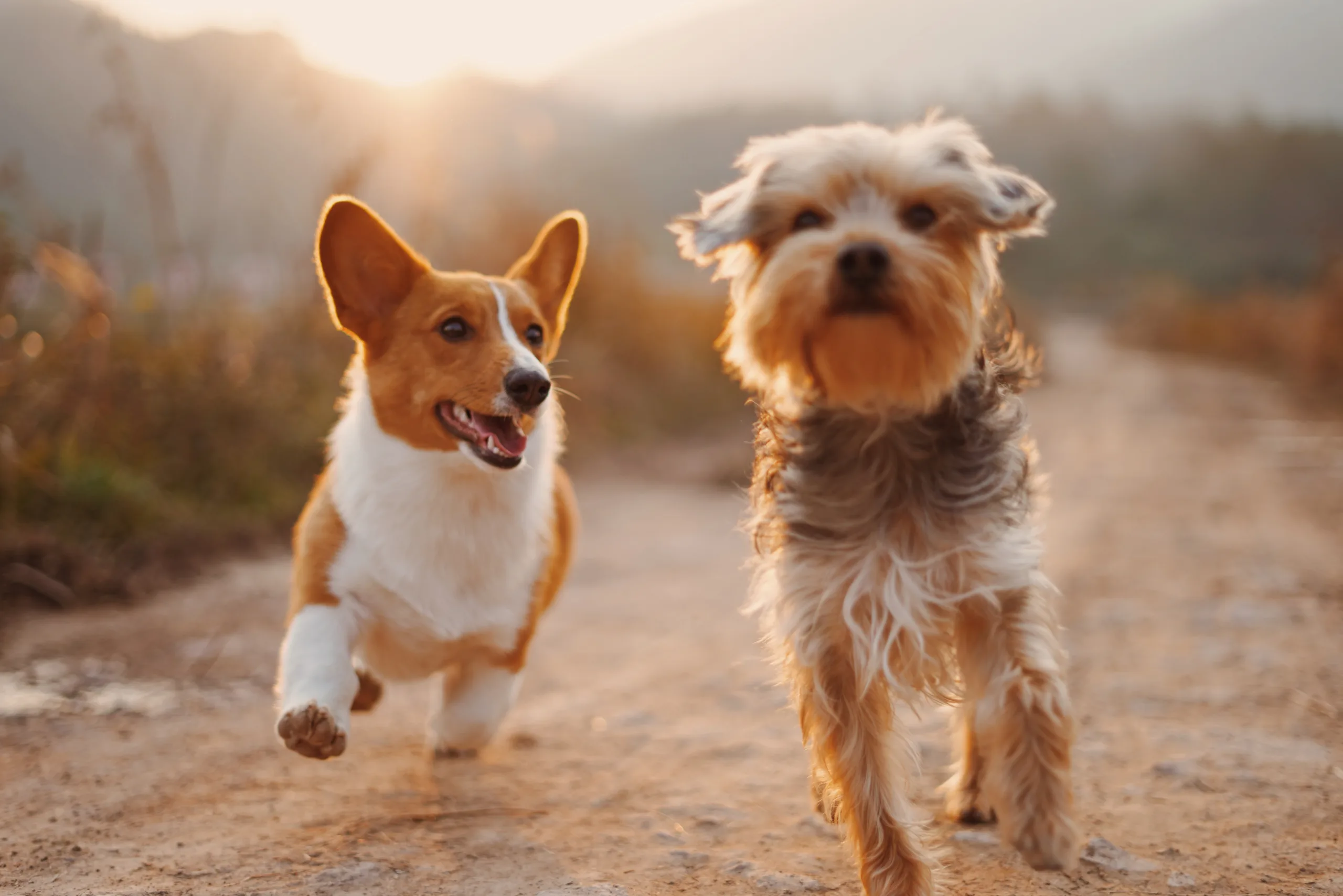 愛犬の健康を守る