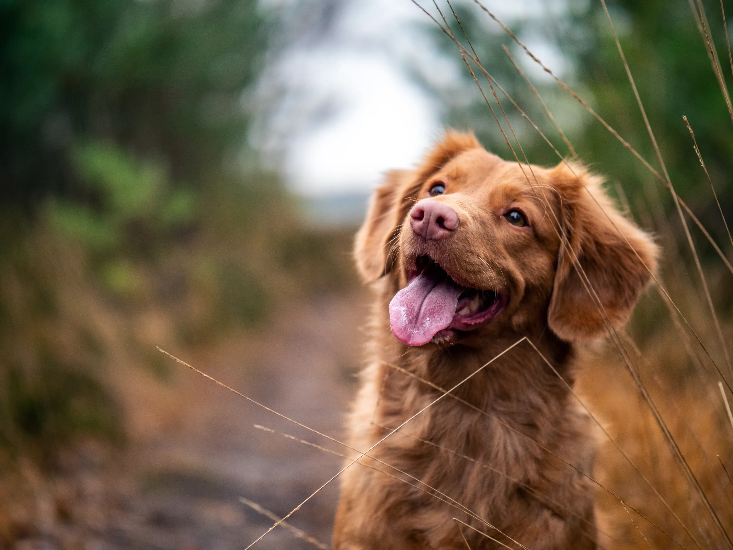 Dog supplies