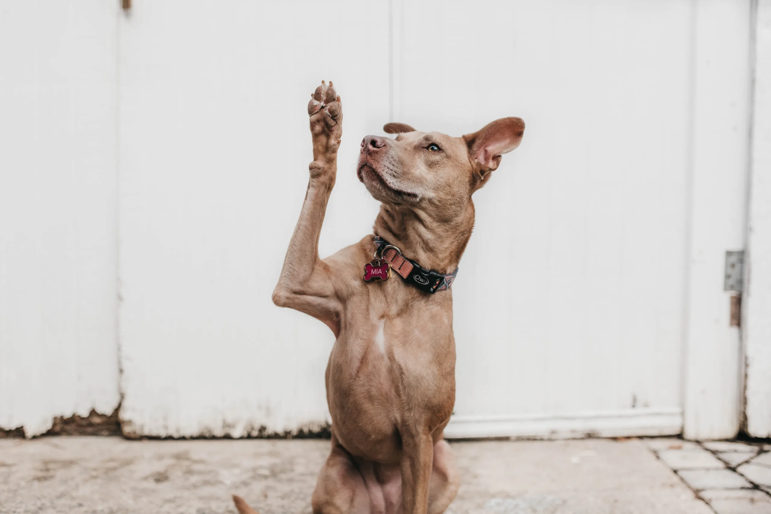 犬の健康管理