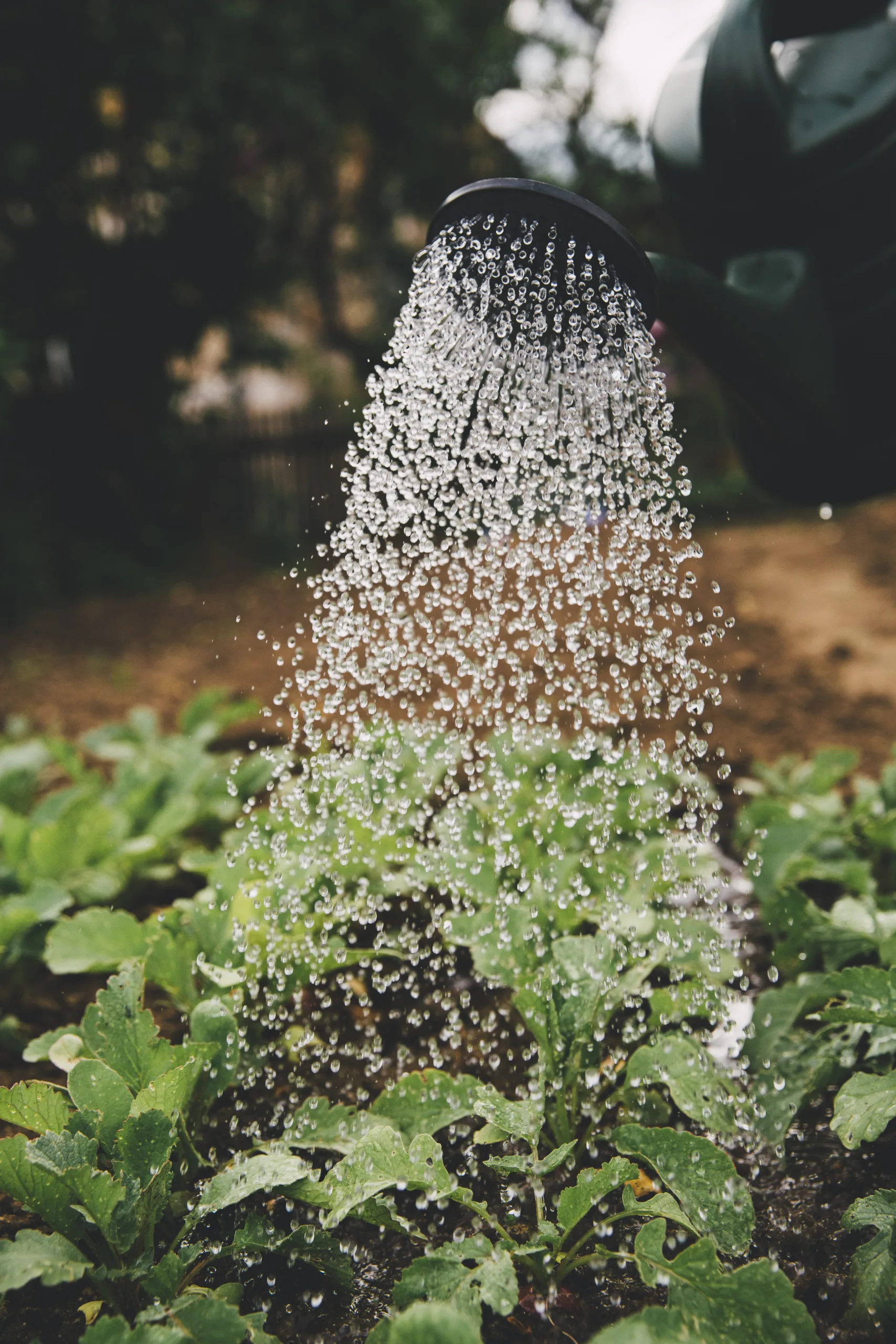 観葉植物の水やり