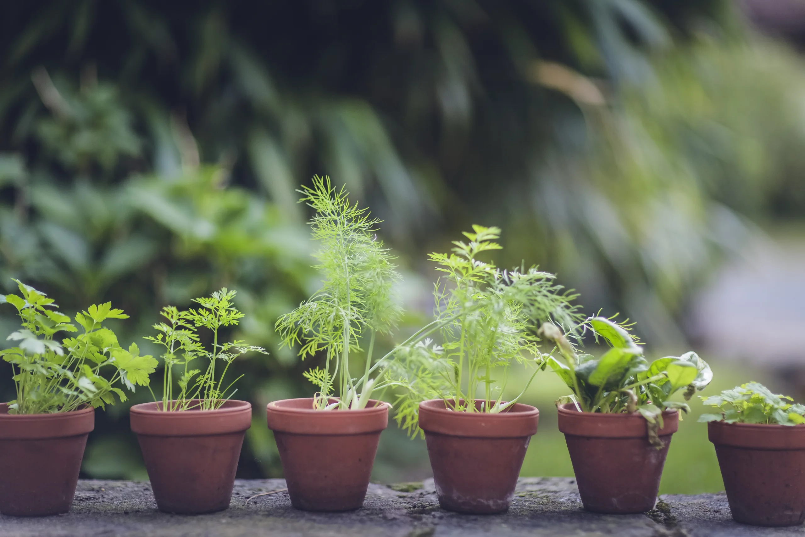 育てやすい植物