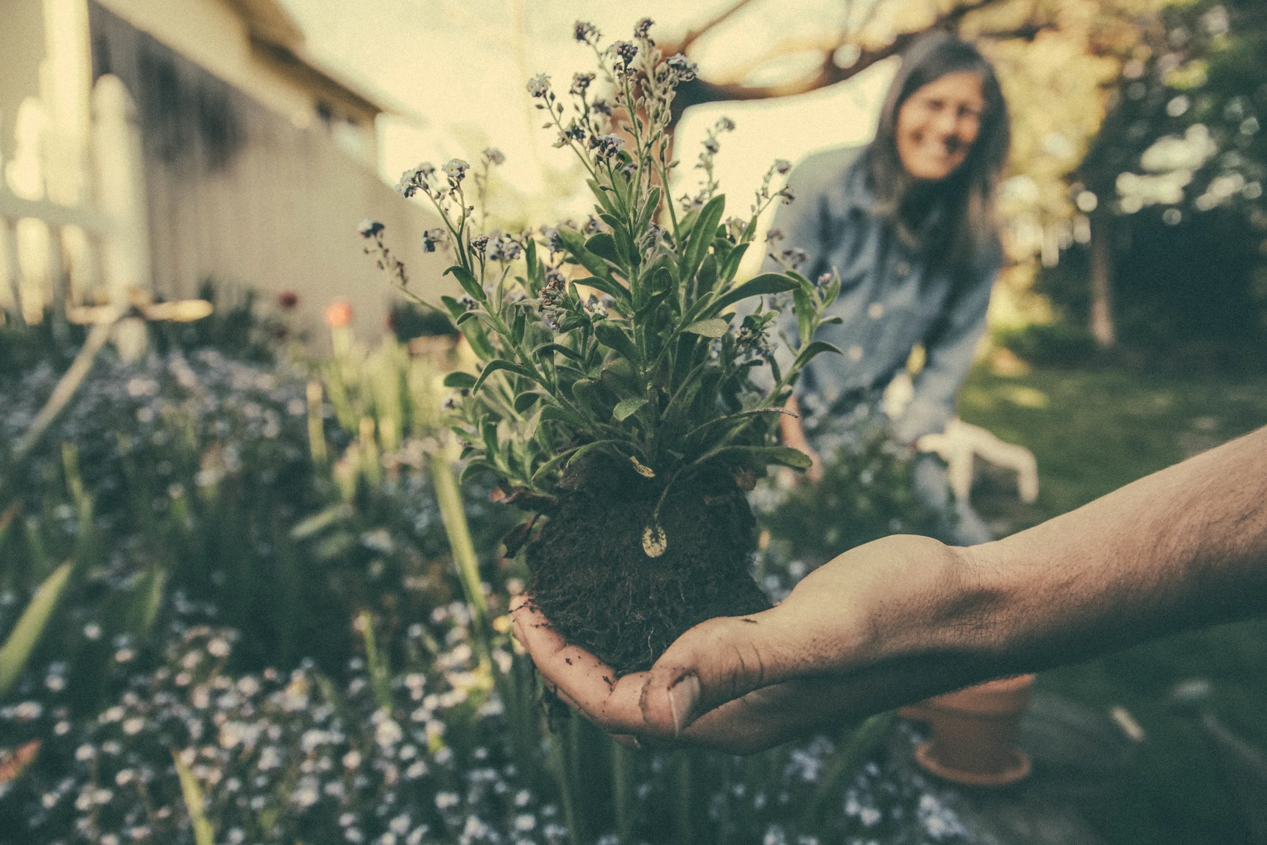 初心者にも取り組みやすい植物